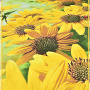 Подсолнухи 1459